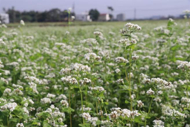大园荞麦花海吸引许多游客到此拍照打卡。（蔡明亘摄）