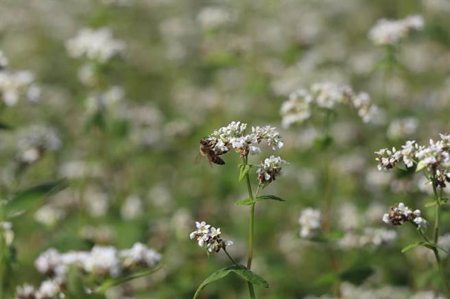 桃园农业机械耕作服务协会理事长陈燕卿说，荞麦需靠蜜蜂传播授粉，因此也和在地蜂农展开合作。（蔡明亘摄）