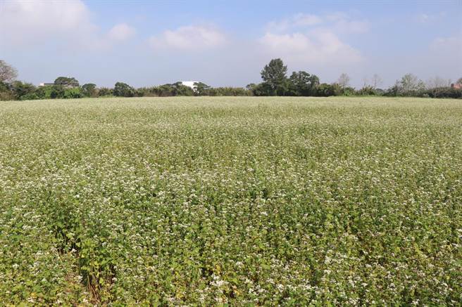 大园有一地方趣闻，民眾若在荞麦花季期搭机来台，看到地面雪白一片，就代表已抵达大园。（蔡明亘摄）