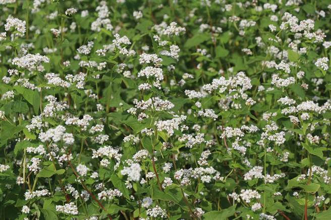 桃园农业机械耕作服务协会理事长陈燕卿表示，种植荞麦有许多优点。（蔡明亘摄）