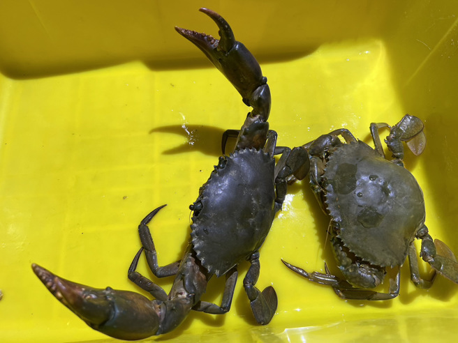 七股溪南休閒农业区现场准备的大红蟳供与会贵宾抽奖。(摄影/王雅芬)