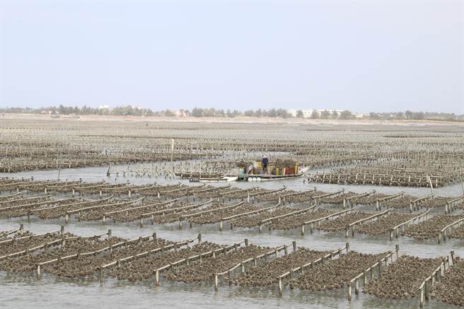 嘉义县环保局向海洋委员会海洋保育署争取经费，在于东石网寮渔港西岸堤防旁建置全台第一座纯海水海域水质监测站，附近就有大量蚵棚。（吕妍庭摄）