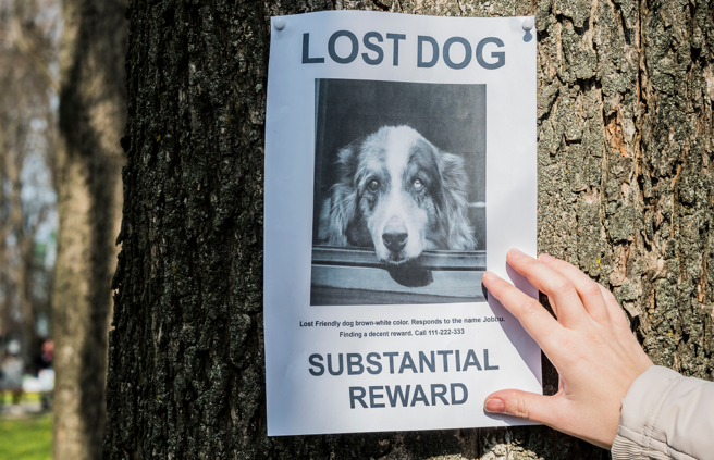 大陸一隻白狗走失，但由於牠長相太特殊，很快就找到主人，模樣曝光後，不少網友笑說「還以為牠頭上長出草」。(示意圖/達志影像)