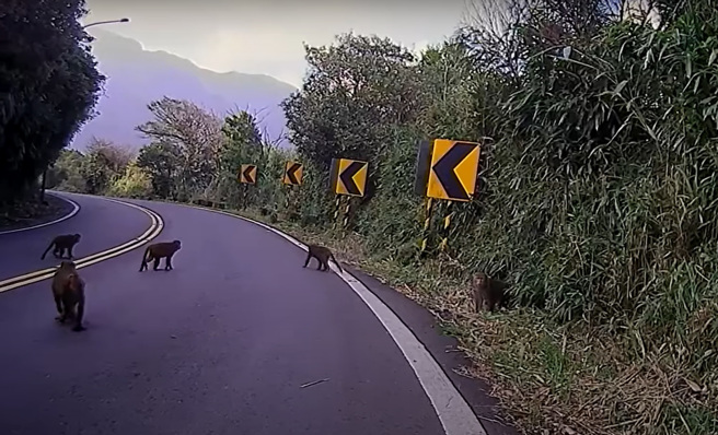 骑士在北投区1处髮夹弯压车时，竟然看见前方有「6只猴子」挡住去路，这样的体验他也要称是「人生第一次」。（翻摄自脸书Wowtchout-地图型行车纪录器分享平台）