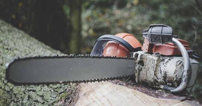 大陸男子砍伐自家種植的林木，慘遭判刑。（示意圖／Pixabay）