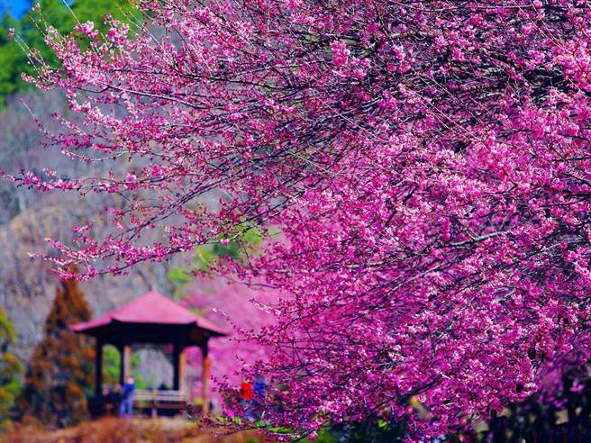 武陵农场每年樱花季人潮如织，露营区更是一位难求。（武陵农场提供）