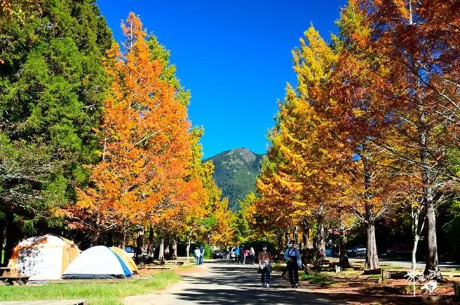武陵农场落羽松在蓝天的印衬下相当美丽。（武陵农场提供）
