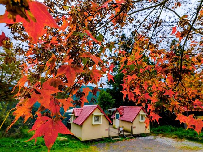 武陵农场秋天枫红别具特色，吸引大批游客造访。（武陵农场提供）