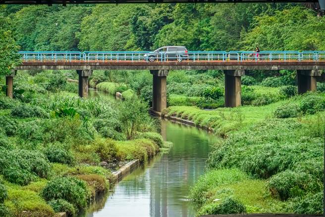 板橋湳仔溝生態新樂園，生物多樣性達140種。（新北市水利局提供）
