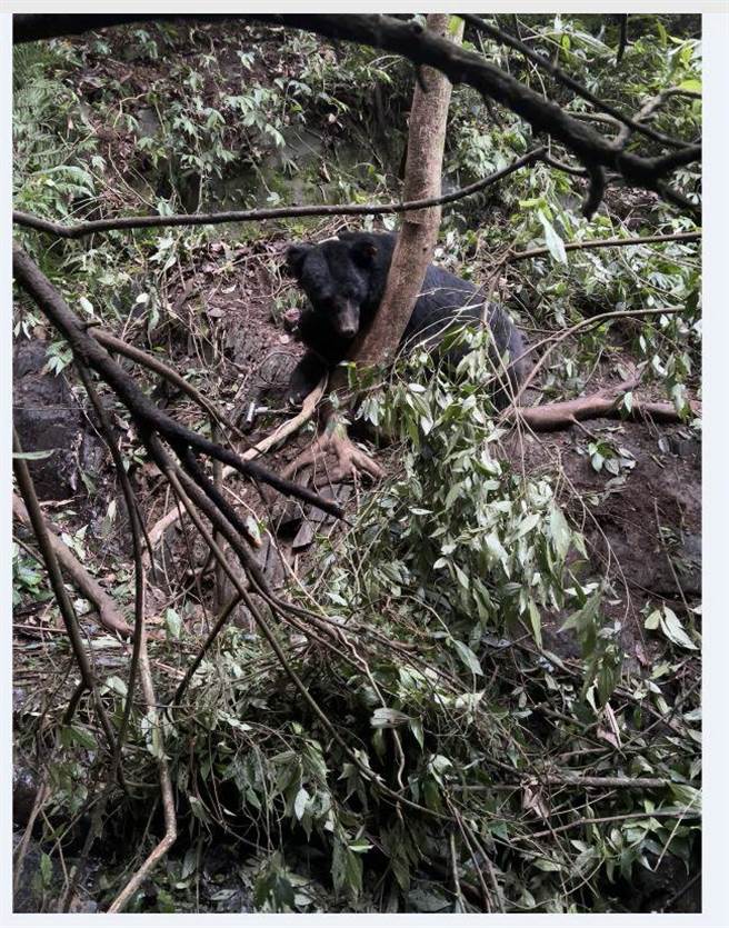 两度野放的台湾黑熊遭猎杀死亡，猎人分别判刑。（南投地检署提供／廖志晃南投传真）