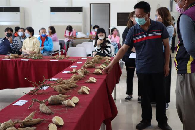 竹東地區甘藷栽種面積達50公頃，年產值有千萬。（邱立雅攝）