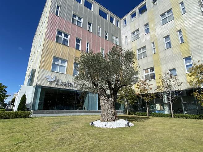 kafeD台中水湳旗舰店屋外花园有颗高龄近700岁橄榄树，为目前台湾开放空间能看到树龄最长的橄榄树，象徵 kafeD 对于「健康、永续」的支持。（冯惠宜摄）