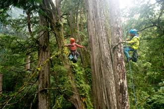 台灣巨木得天獨厚 「找樹的人」5年找到941棵巨木