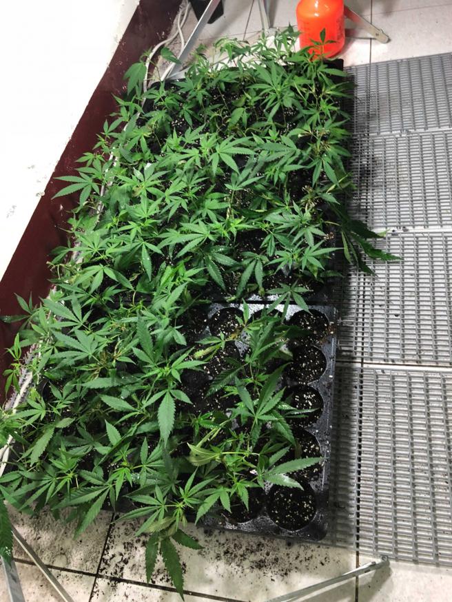 吸食大麻会暂时减缓行动力、协调力，并产生幻觉，一旦「毒驾」相当危险。（示意图／报系资料照）