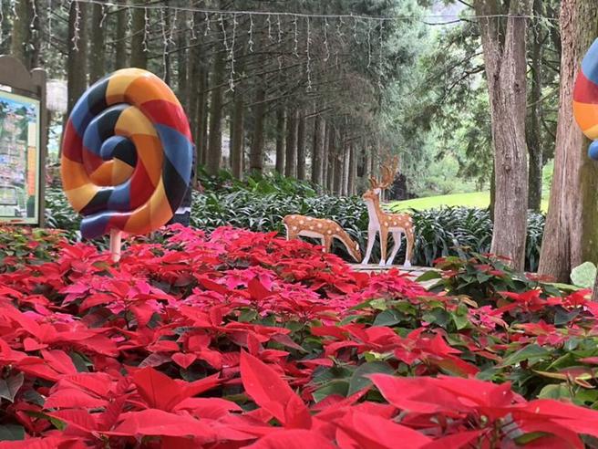 ▲园区处处都有圣诞装饰，节庆气息浓郁。　图：九族文化村／提供