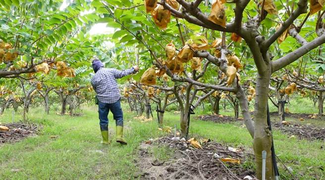 凤梨释迦第1期果上市，气候忽冷忽热，卑南乡不少释迦园严重落果。（读者提供／蔡旻妤台东传真）