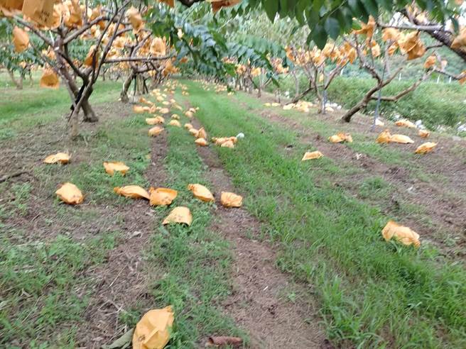 凤梨释迦第1期果上市，气候忽冷忽热，卑南乡不少释迦园严重落果。（读者提供／蔡旻妤台东传真）