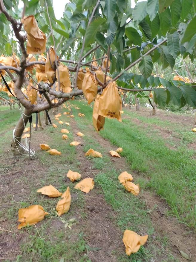 凤梨释迦第1期果上市，气候忽冷忽热，卑南乡不少释迦园严重落果。（读者提供／蔡旻妤台东传真）