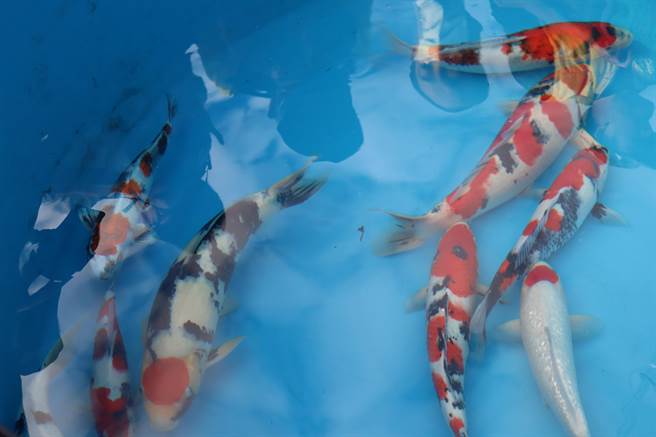 第13届亚洲杯国际锦鲤品评会参赛锦鲤数高达800尾，2日当天赛前已有不少锦鲤养殖爱好者已将鱼放入评比水槽。（邱立雅摄）