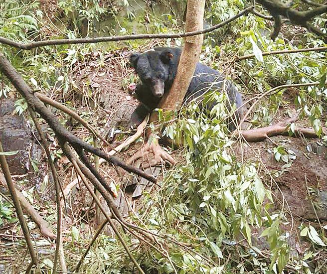 两度野放的台湾黑熊遭猎杀死亡，猎人分别遭到判刑。（南投地检署提供／廖志晃南投传真）
