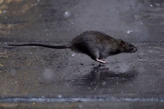 自疫情出现后，本地老鼠数量暴增，纽约卫生局表示，过去两年来，在街道、地铁甚至家中看见老鼠的机率大增71%。  (图/路透社) 