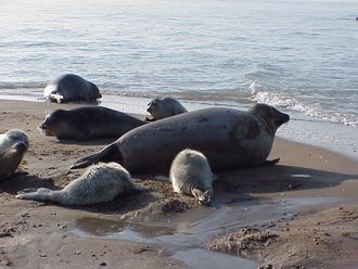  世界最大湖「裡海」岸出現2500隻死亡海豹 原因尚不明