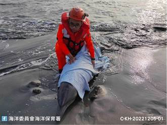 印太瓶鼻海豚搁浅高雄汕尾渔港 海保署即时救援