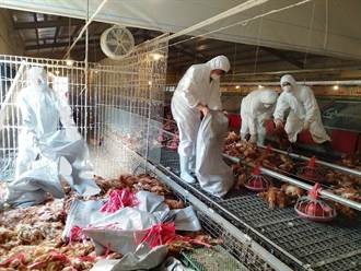 屏東鹽埔鄉蛋雞場確診禽流感 撲殺8599隻蛋雞