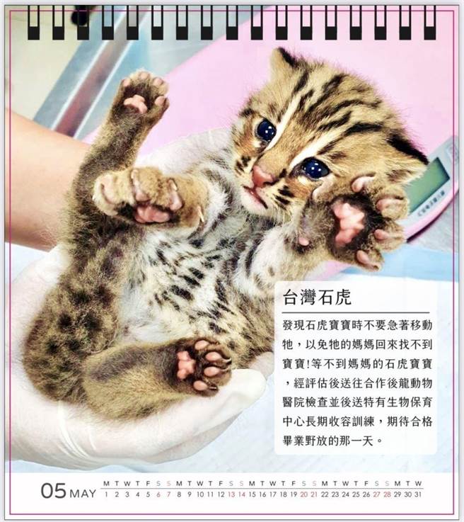 苗栗县府今年的保育桌历以「共享自然、珍爱保育」为主题。（苗栗县政府提供／李京升苗栗传真）