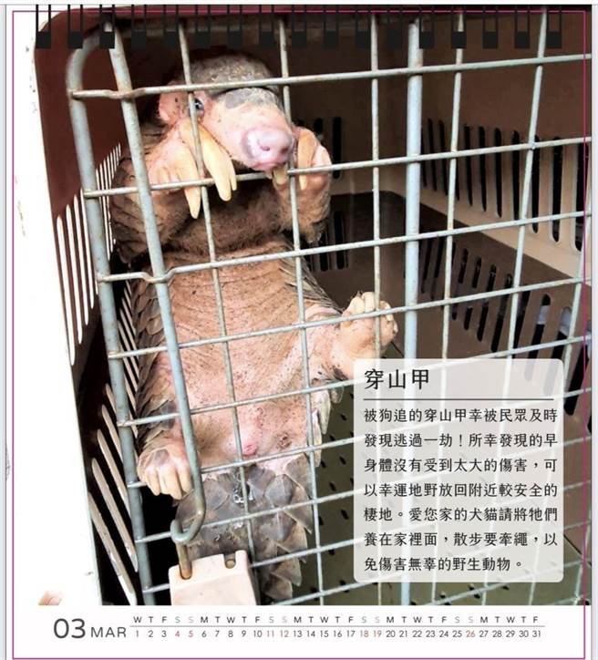 桌历每个月分都有附注救伤小故事。（苗栗县政府提供／李京升苗栗传真）