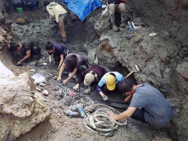 台湾史上最完整鲸鱼化石出土！距今8万5千年 全长逾15公尺