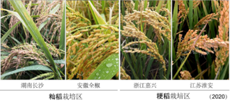 大陸科學家找到調控水稻小麥穗發芽的「開關」