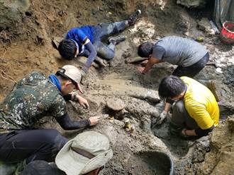 台灣史上最完整鯨魚化石！距今約8萬5千年 挖掘畫面曝光