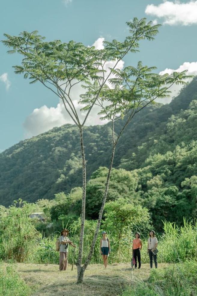 ▲吉拉米代「有大树根的部落」，致力于推广部落永续生态与食农教育，全部落有九成的稻米採有机生产。　图：花东纵谷国家风景区管理处／提供
