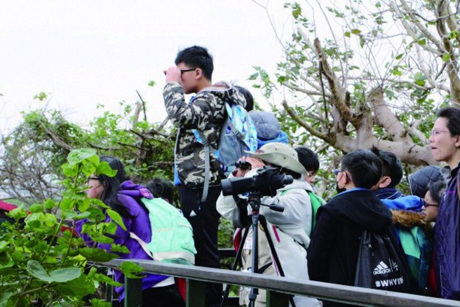 带领游客赏鸟时，洪贯捷会叮嘱大家注意与鸟儿的距离，用友善的方式进行赏鸟活动。（图／关渡自然公园）
