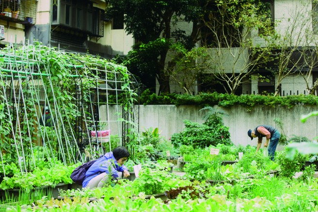都市畸零地可规画成让里民可以共同种菜的空间，这也是增添绿意的方式之一。（摄影／蔡耀徵）