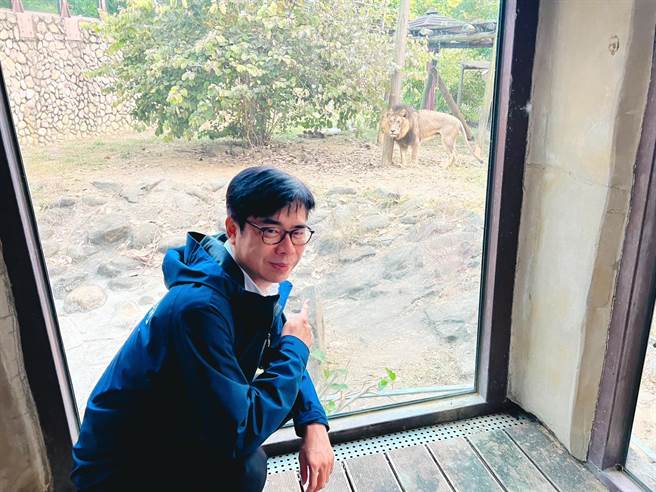高雄市长陈其迈在大猫廊道与非洲狮相遇。（柯宗纬翻摄）