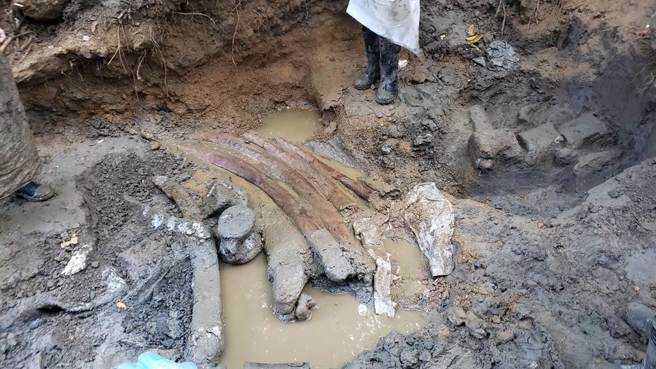 科博馆研究团队在恒春挖出台湾最完整鲸鱼化石，初步推测是距今约8万5千年的鬚鲸化石。（科博馆提供／陈淑芬台中传真）
