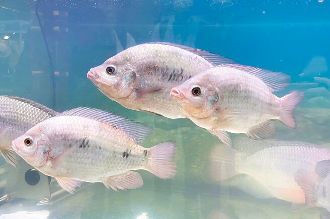 国立台湾海洋大学培育出具有抗病、耐寒等不同性状的台湾鲷品系，获得国家新创奖。（国立台湾海洋大学提供／张志康基隆传真）