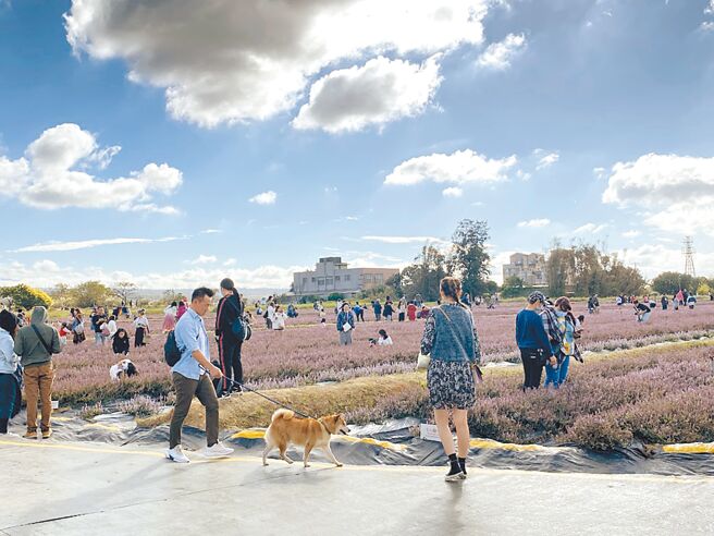 「2022桃园仙草花节」隆重登场，紫色的花海引来了如织人潮，也带来旅游商机。（蔡依珍摄）