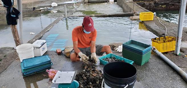 此时至翌年3月正是贡寮鲍的盛产期，贡寮鲍此时的肉质最为饱满鲜甜，与各种食材混合搭配，烹调过后口感更Q弹。（渔业处提供）
