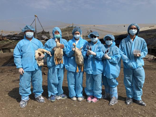 嘉義縣家畜疾病防治所人員全面啟動禽感冒加強監測。（廖素慧攝）