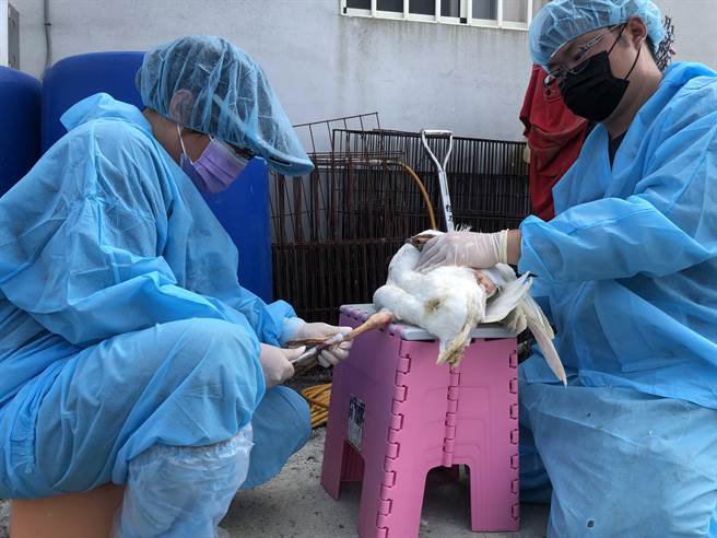 嘉義縣家畜疾病防治所人員加強監測養禽場。（廖素慧攝）