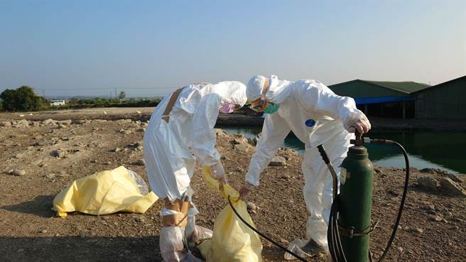 动物防疫人员至案例场进行鸭只扑杀作业。（台南市政府提供／张毓翎台南传真）