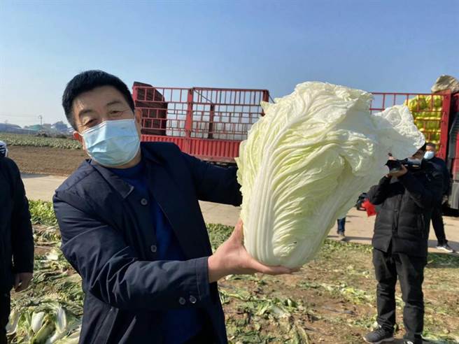 被疫情耽誤的8000噸河南蔬菜在上海上架謀出路。圖為河南地裡搶收大白菜。（聯華集團提供）