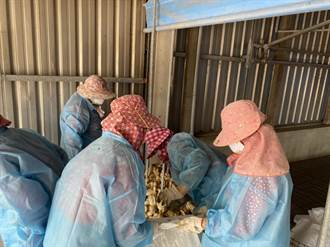 雲林爆H5N1禽流感 撲殺2萬多隻小土番鴨