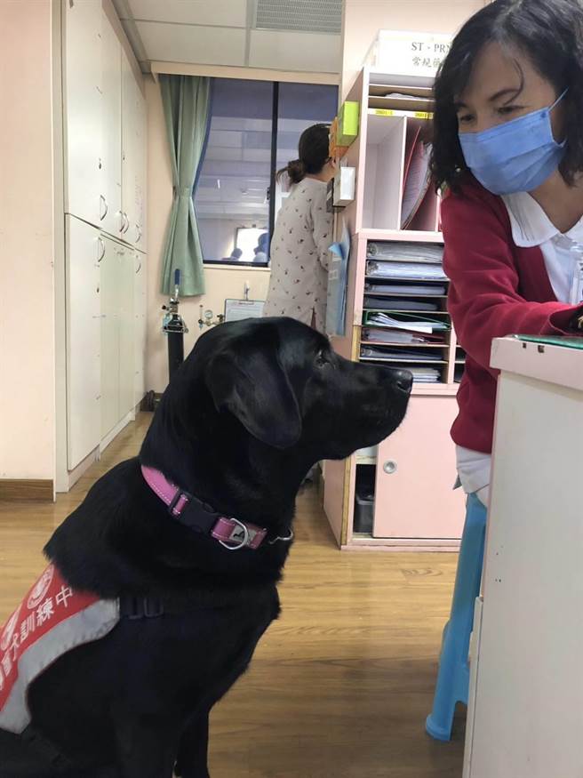 「Oba」驻点门诺，让患者及家属喜爱，也让每医护同仁获得满满的正能量。（门诺医院提供）