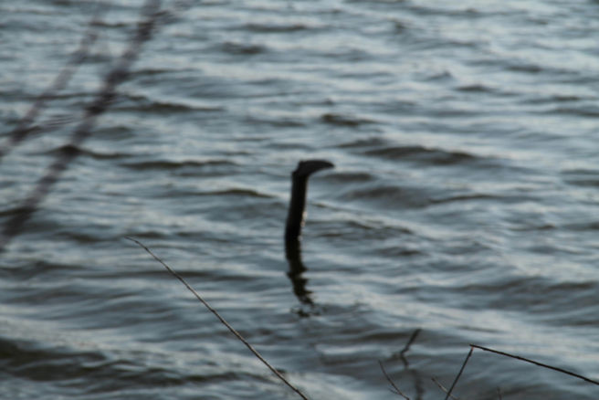 外國網友近日在沙灘上看到不明生物的屍體，懷疑很可能是尼斯湖水怪的寶寶。(示意圖/達志影像)
