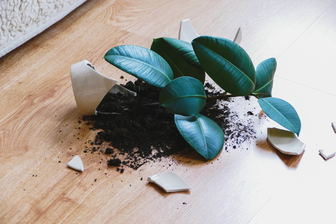 台北市武姓女子跑到台北市社会局局长办公室内，砸毁放置于桌面之盆栽，警方依违反社会秩序维护法之藉端滋扰公共场所移送法办，台北地方法院认为，社会局局长办公室非他人所得随意出入，不是公共场所，裁定不罚。(示意图/shutterstock)