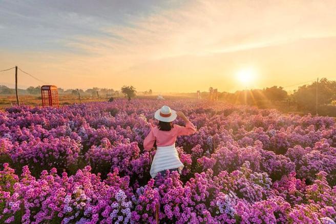 涼爽的泰國，五顏六色的花田美景讓人心情舒爽。　圖：泰國觀光局／提供 